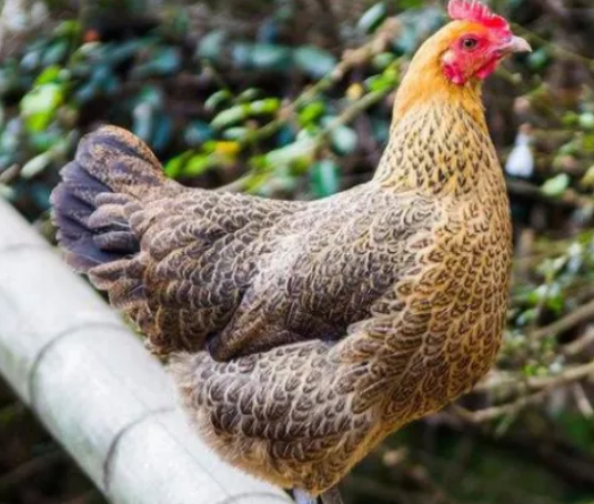 夏季家禽养殖场常见问题及解决方案